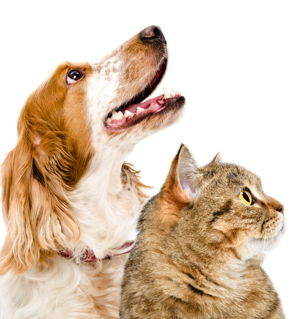 Dog and cat