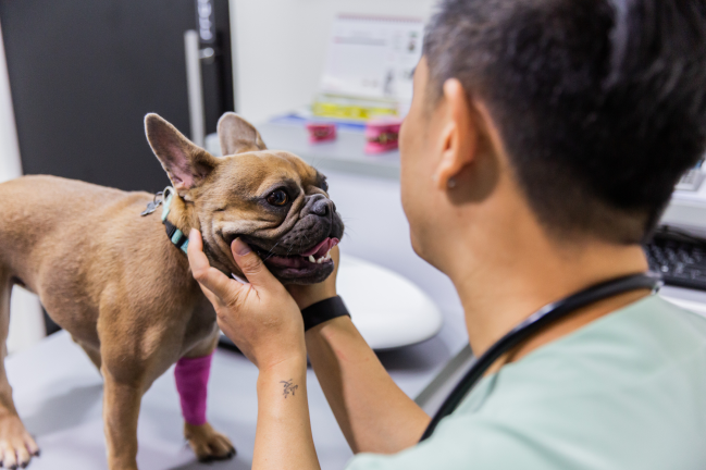 Vet with Dog