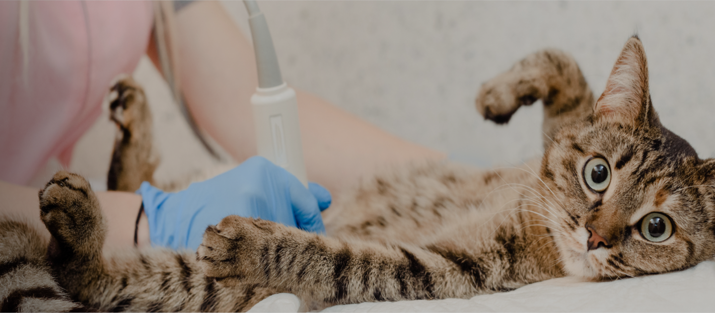 Cat in surgery
