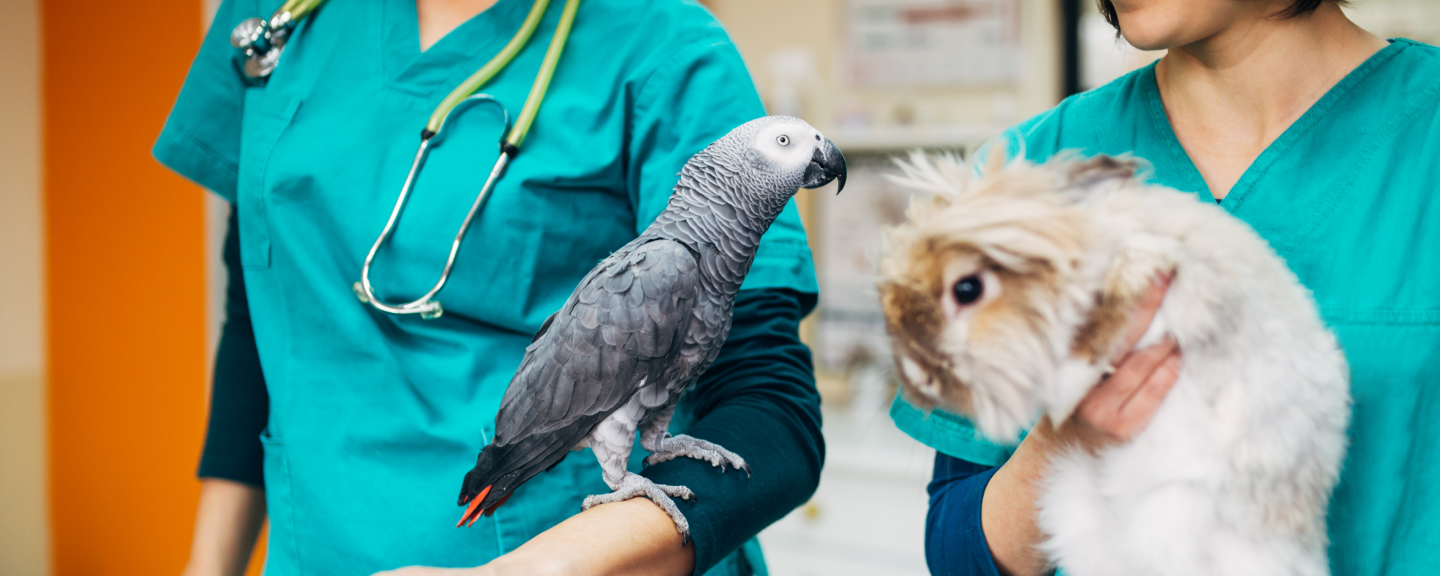 vets with pets