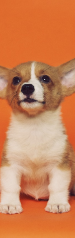 Puppy