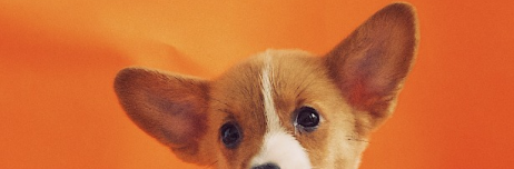 ears