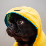 Dog in hoodie