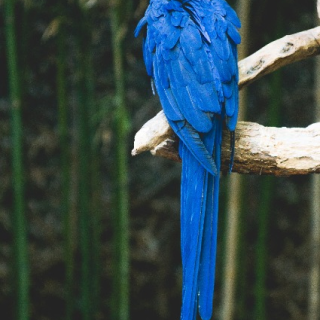 Parakeet tail
