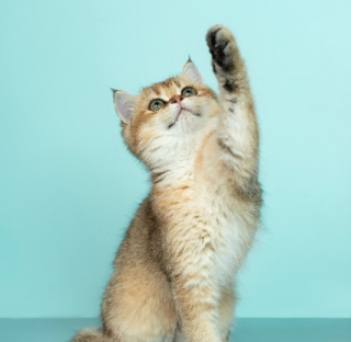 Cat reaching