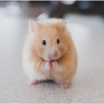 hamster
