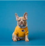 Dog in sweater
