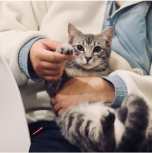 cat waving