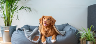 dog on pillow