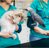 vets holding pets