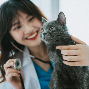 vet with cat