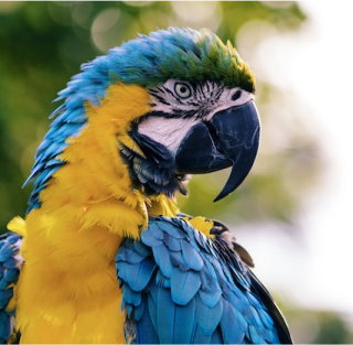 parrot