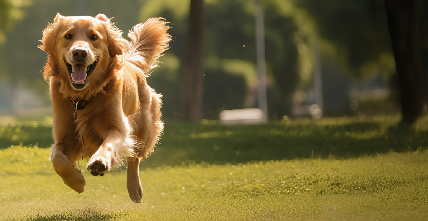 Dog running
