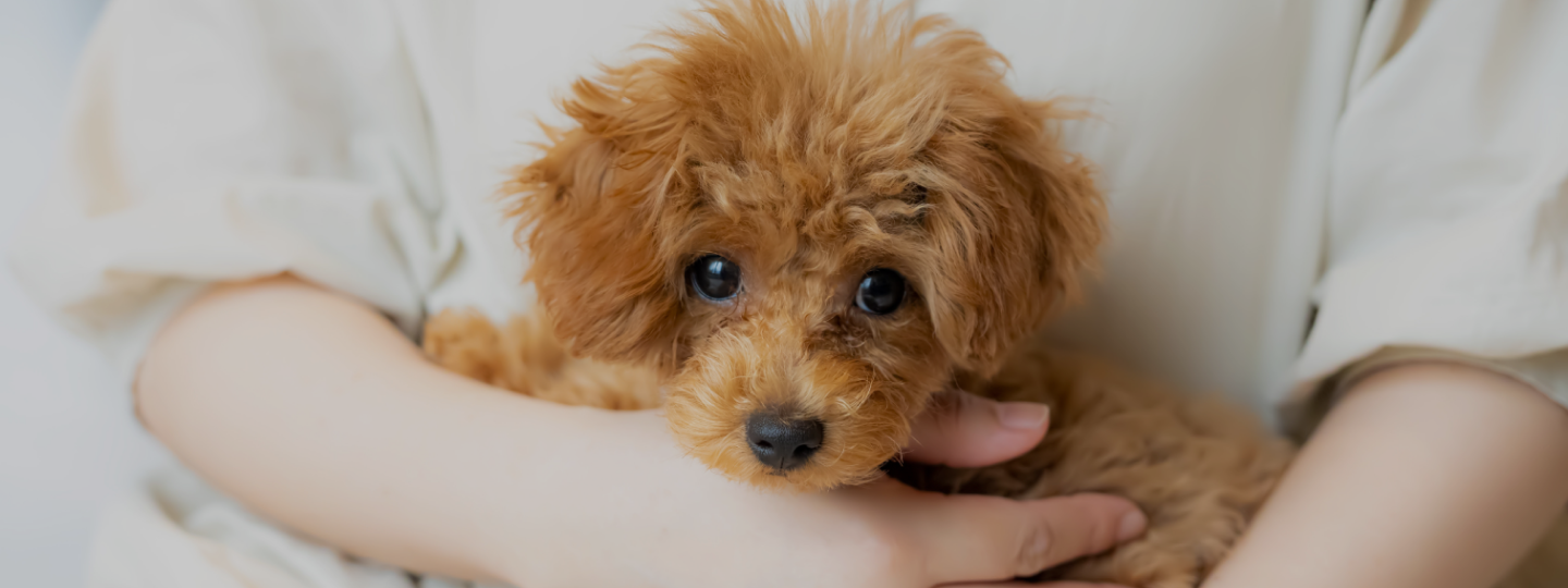 Fluffy dog
