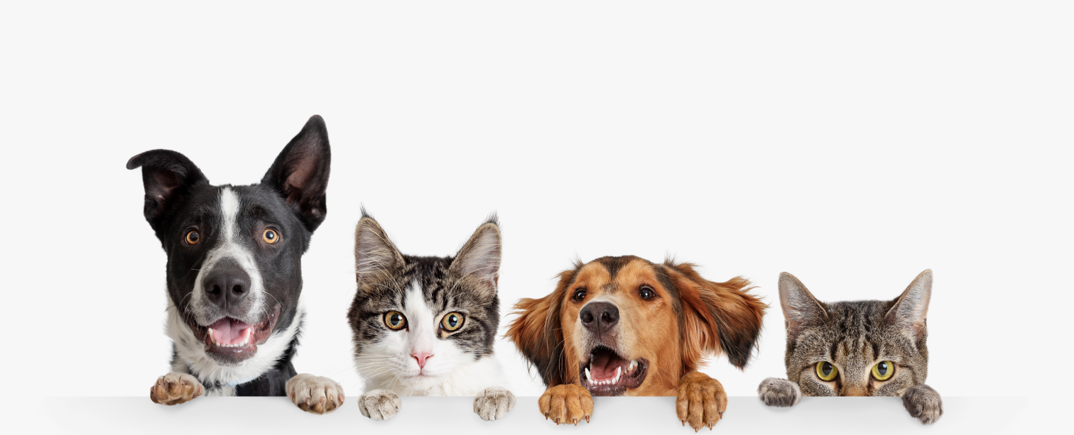 Dogs and cats