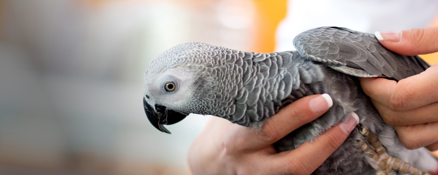Parakeet