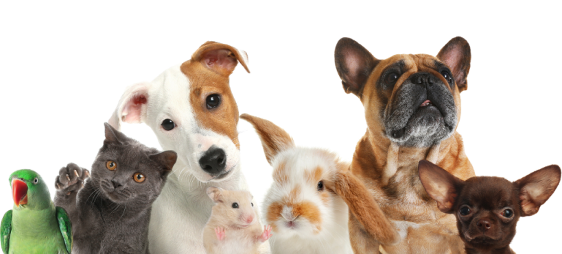 Pets