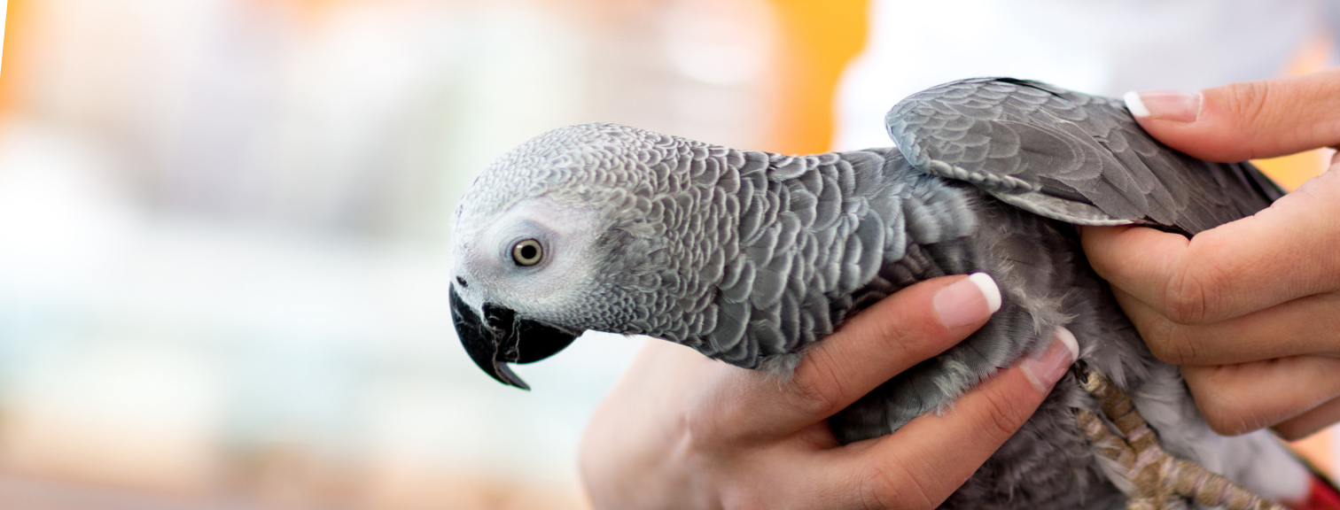 Parrot