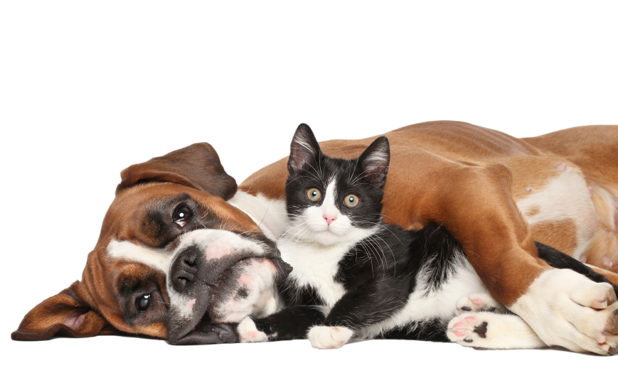 Dog and Cat resting