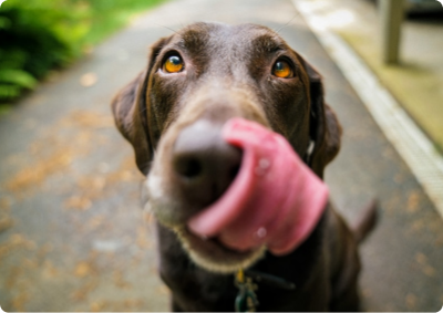 Dog