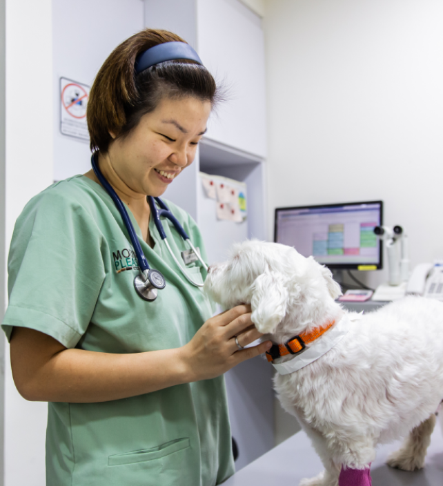 Vet with dog