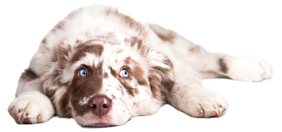 Dog resting