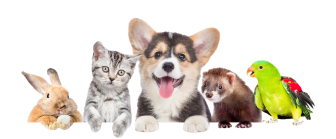 little pets