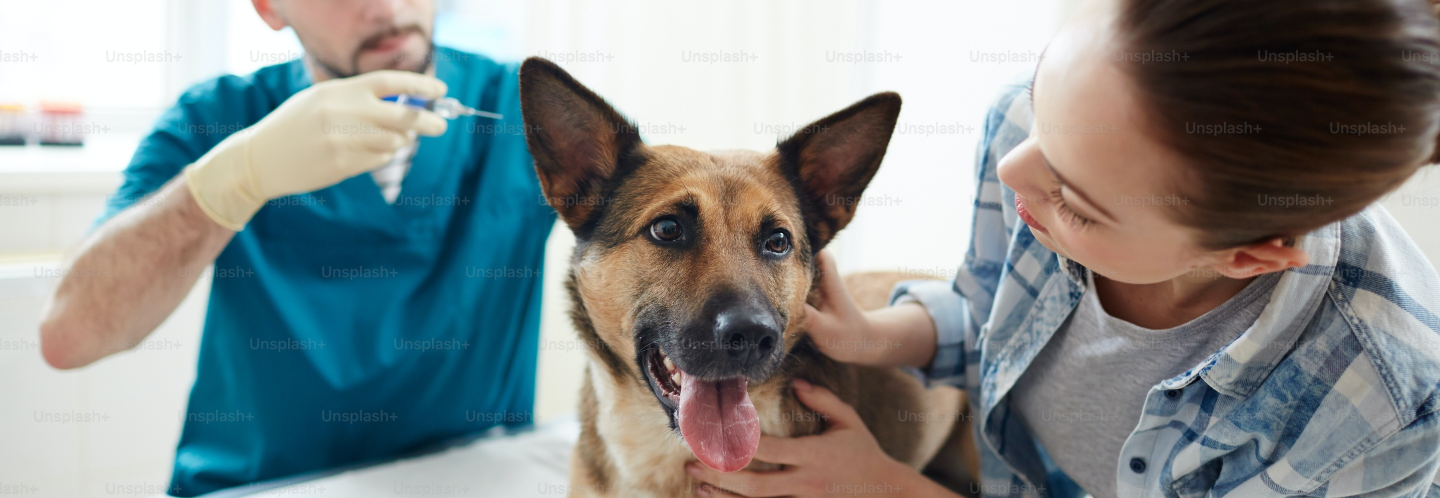 vets giving dog a shot