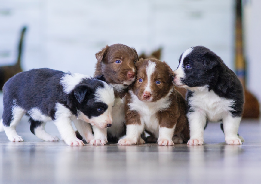 Puppies
