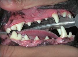 After Dental Care