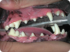 teeth