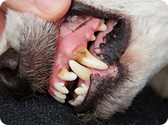 teeth