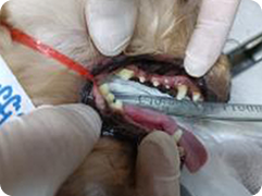 teeth
