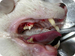 teeth