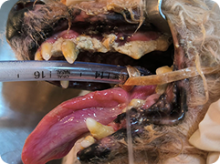 teeth