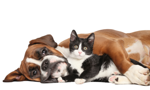 Dog and Cat resting