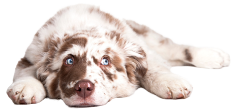 Dog resting