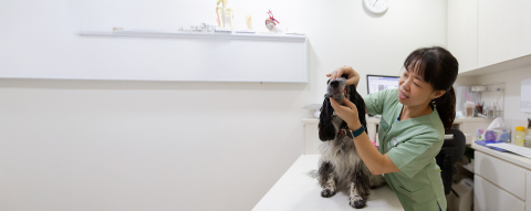 Vet with dog