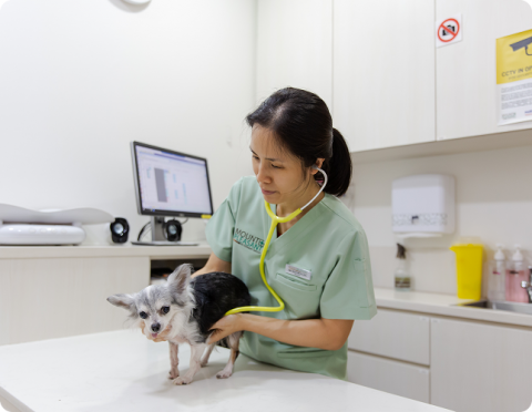 Vet with stethoscope checking little pet