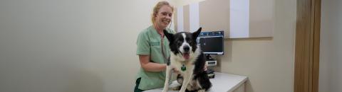 vet with dog